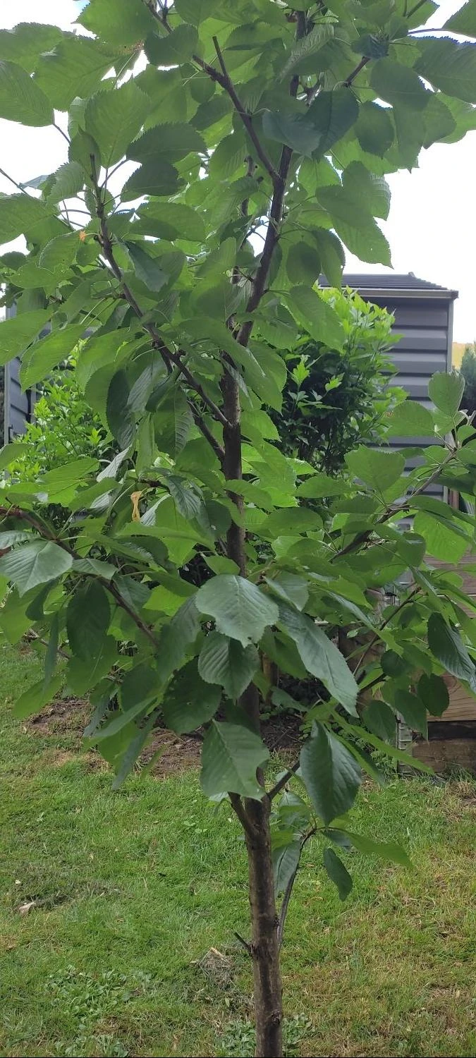 Süßkirsche 'Burlat' 4 Süßkirsche 'Burlat' – Bild 4