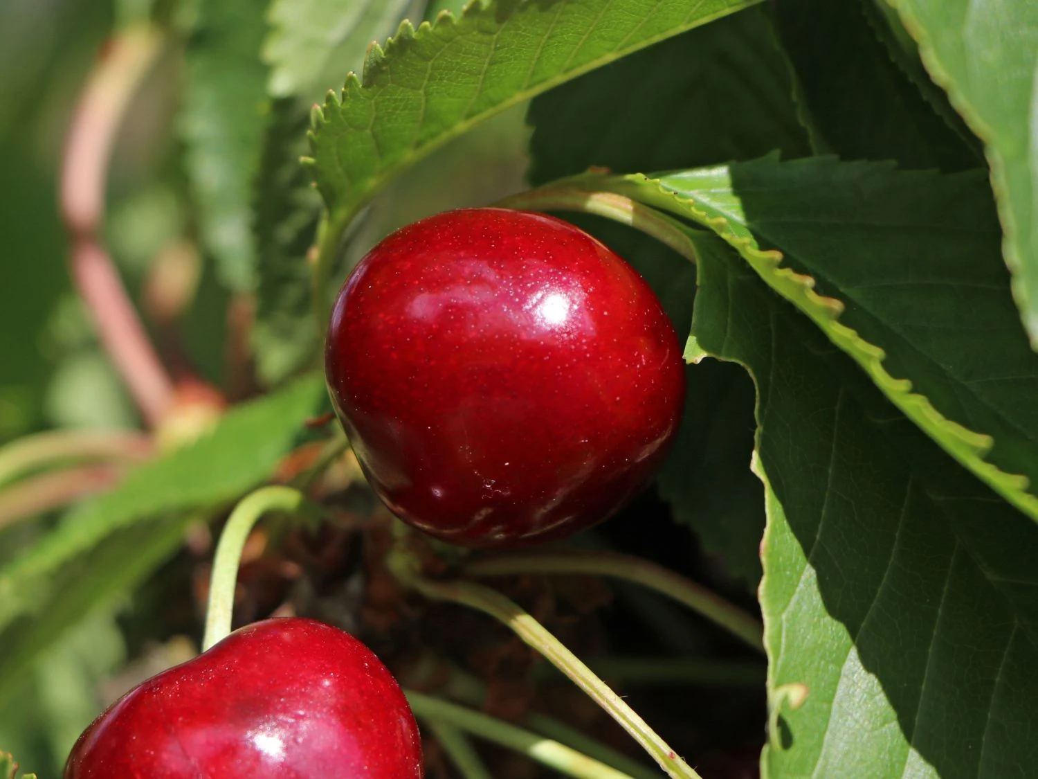 Süßkirsche 'Burlat' 3 Süßkirsche 'Burlat' – Bild 3