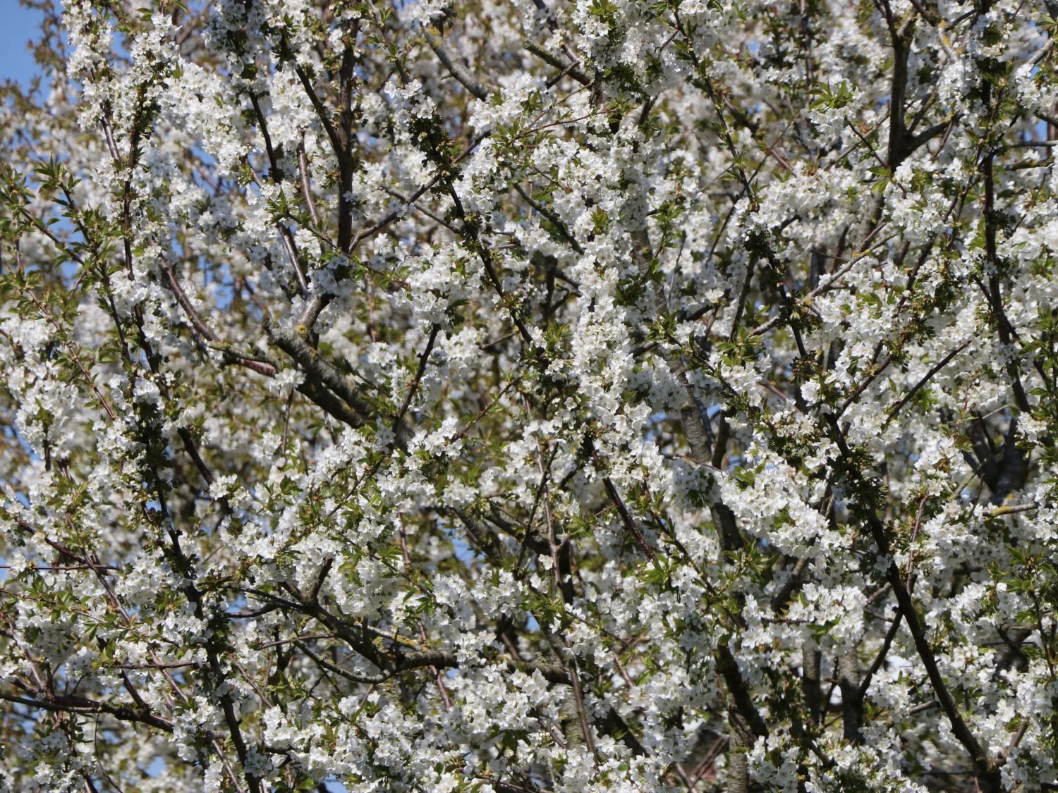 Süßkirsche 'Burlat' 2 Süßkirsche 'Burlat' – Bild 2