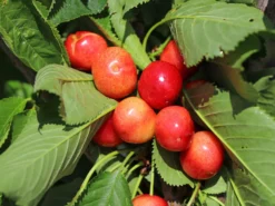 Süßkirsche 'Große Prinzessinkirsche' / 'Napoleon'