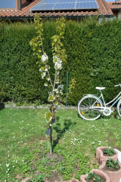 Süßkirsche 'Große Schwarze Knorpelkirsche' 7 Süßkirsche 'Große Schwarze Knorpelkirsche' -Deutschland Garten Funk Verkaufs-Shop suesskirsche grosse schwarze knorpelkirsche m000540 193676 0 1