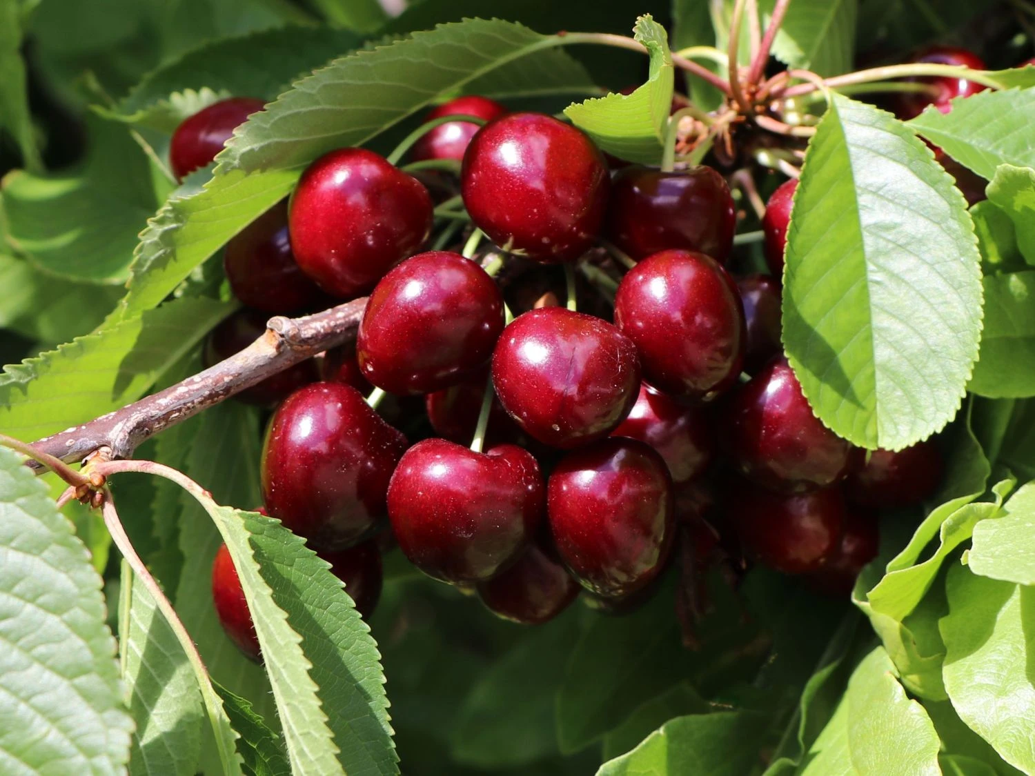 Süßkirsche 'Hedelfinger Riesenkirsche' 1 Süßkirsche 'Hedelfinger Riesenkirsche'
