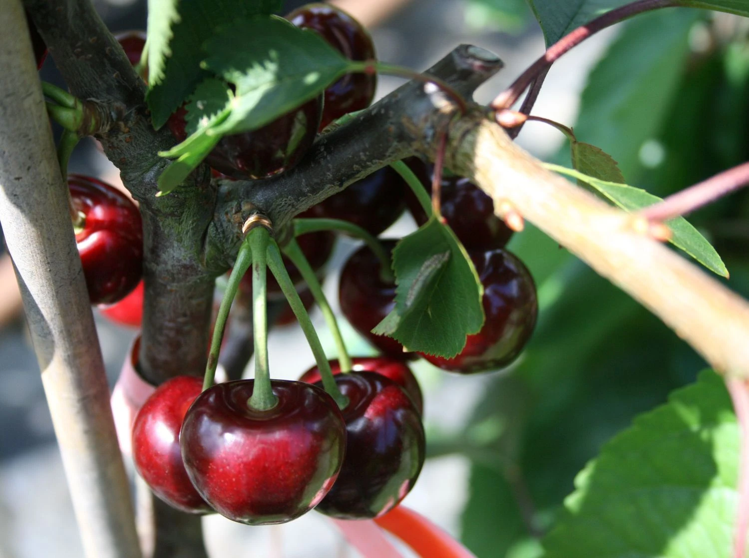 Süßkirsche 'Hedelfinger Riesenkirsche' 2 Süßkirsche 'Hedelfinger Riesenkirsche' – Bild 2