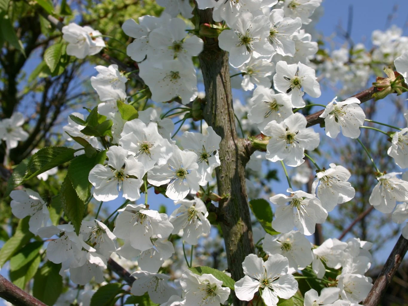 Süßkirsche 'Hedelfinger Riesenkirsche' 3 Süßkirsche 'Hedelfinger Riesenkirsche' – Bild 3
