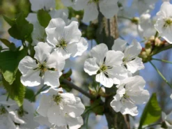 Süßkirsche 'Hedelfinger Riesenkirsche' 8 Süßkirsche 'Hedelfinger Riesenkirsche' -Deutschland Garten Funk Verkaufs-Shop suesskirsche hedelfinger riesenkirsche m005090 w 2