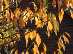 Süßkirsche 'Hedelfinger Riesenkirsche' 9 Süßkirsche 'Hedelfinger Riesenkirsche' -Deutschland Garten Funk Verkaufs-Shop suesskirsche hedelfinger riesenkirsche m005090 w 3