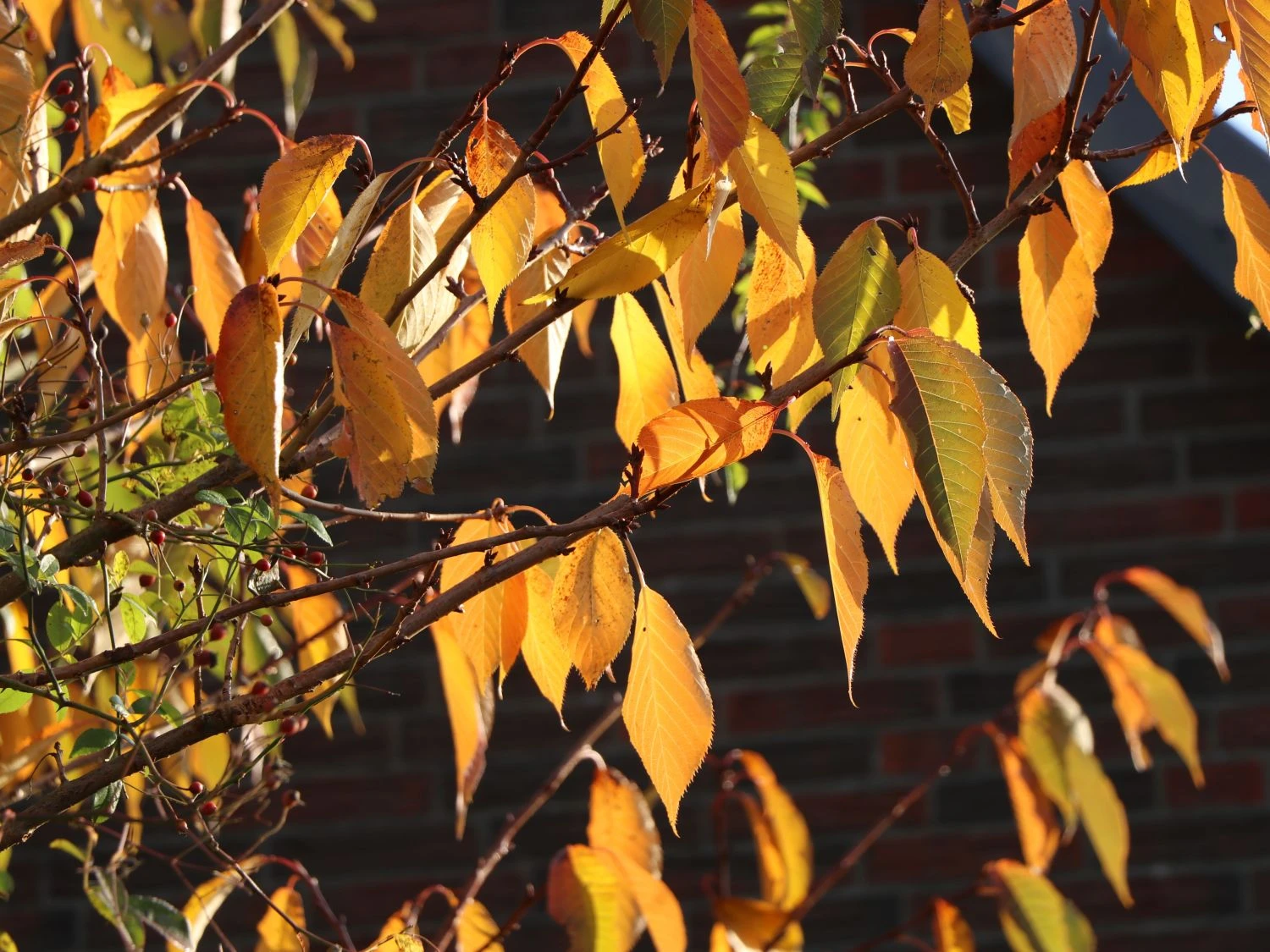 Süßkirsche 'Hedelfinger Riesenkirsche' 5 Süßkirsche 'Hedelfinger Riesenkirsche' – Bild 5