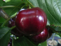 Süßkirsche 'Kassins Frühe Herzkirsche'