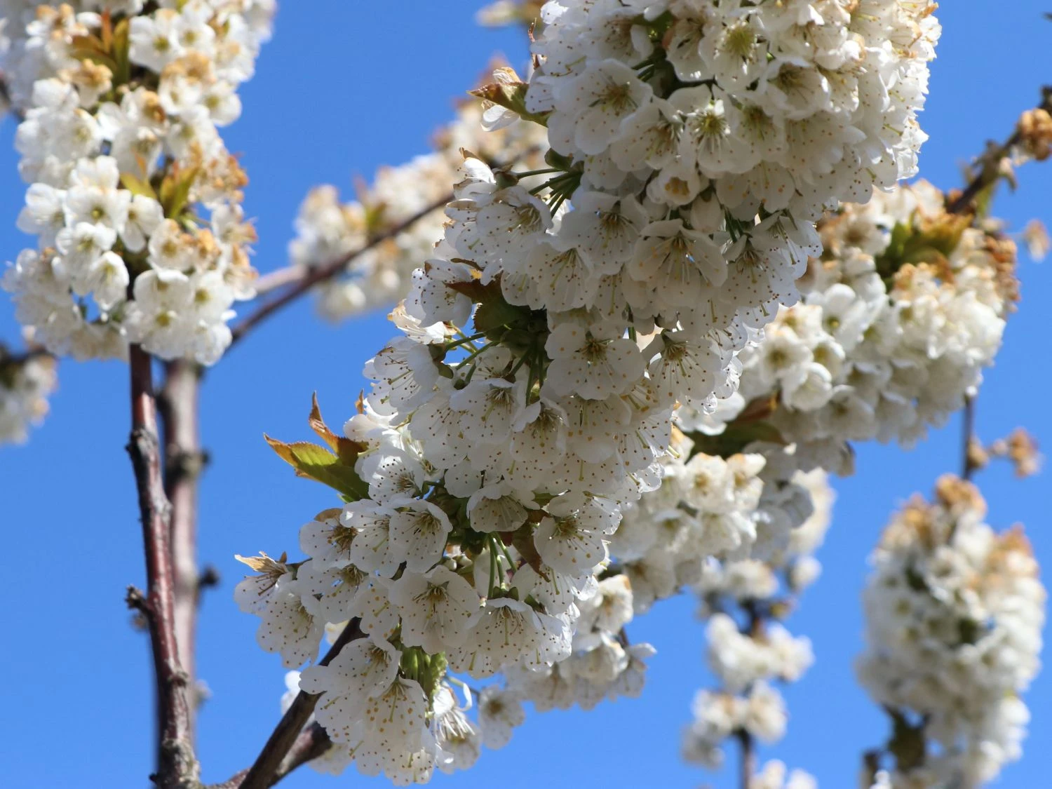 Süßkirsche 'Lapins' 3 Süßkirsche 'Lapins' – Bild 3