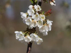 Süßkirsche 'Lapins' 8 Süßkirsche 'Lapins' -Deutschland Garten Funk Verkaufs-Shop suesskirsche lapins selbstfruchtend m005094 w 1