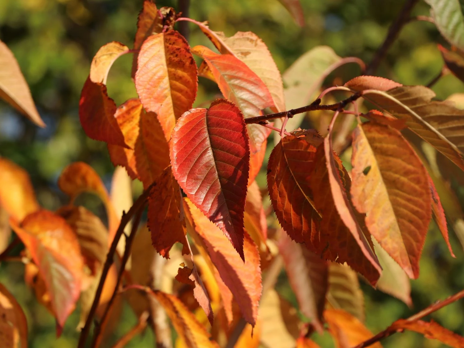 Süßkirsche 'Lapins' 2 Süßkirsche 'Lapins' – Bild 2