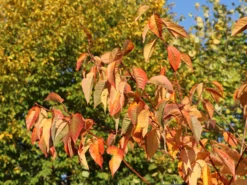 Süßkirsche 'Lapins' 9 Süßkirsche 'Lapins' -Deutschland Garten Funk Verkaufs-Shop suesskirsche lapins selbstfruchtend m005094 w 3