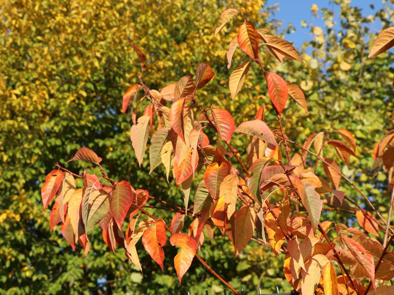 Süßkirsche 'Lapins' 5 Süßkirsche 'Lapins' – Bild 5