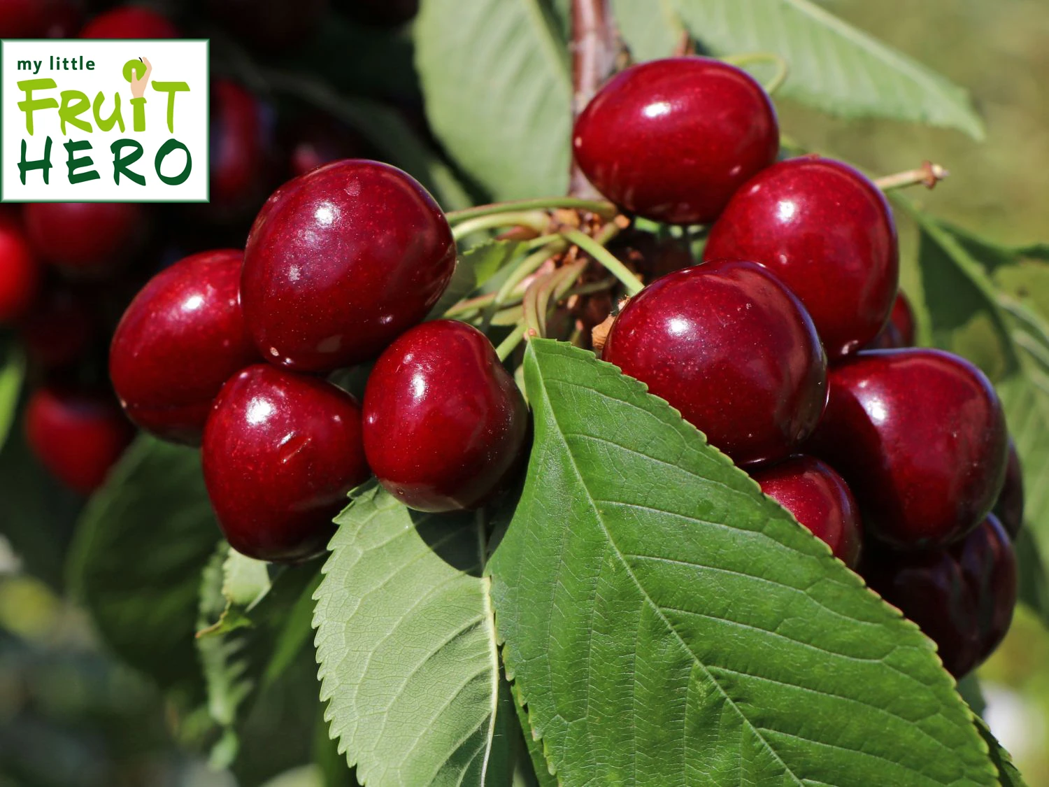 Süßkirsche My Little Fruit Hero ® 'Lapins' 1 Süßkirsche My Little Fruit Hero ® 'Lapins'