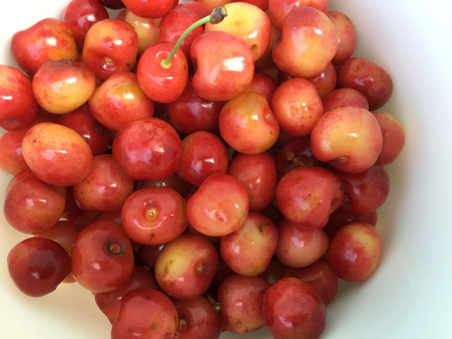 Süßkirsche 'Regina' 5 Süßkirsche 'Regina' – Bild 5