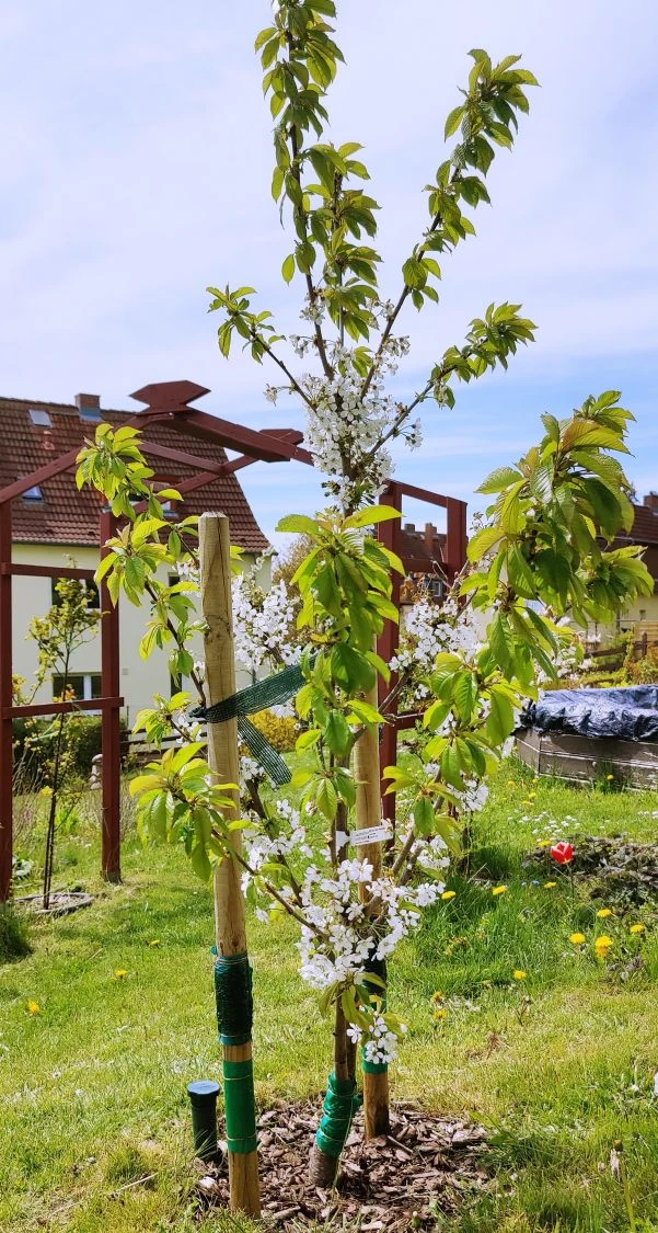 Süßkirsche 'Stella' / Selbstfruchtend 5 Süßkirsche 'Stella' / Selbstfruchtend – Bild 5