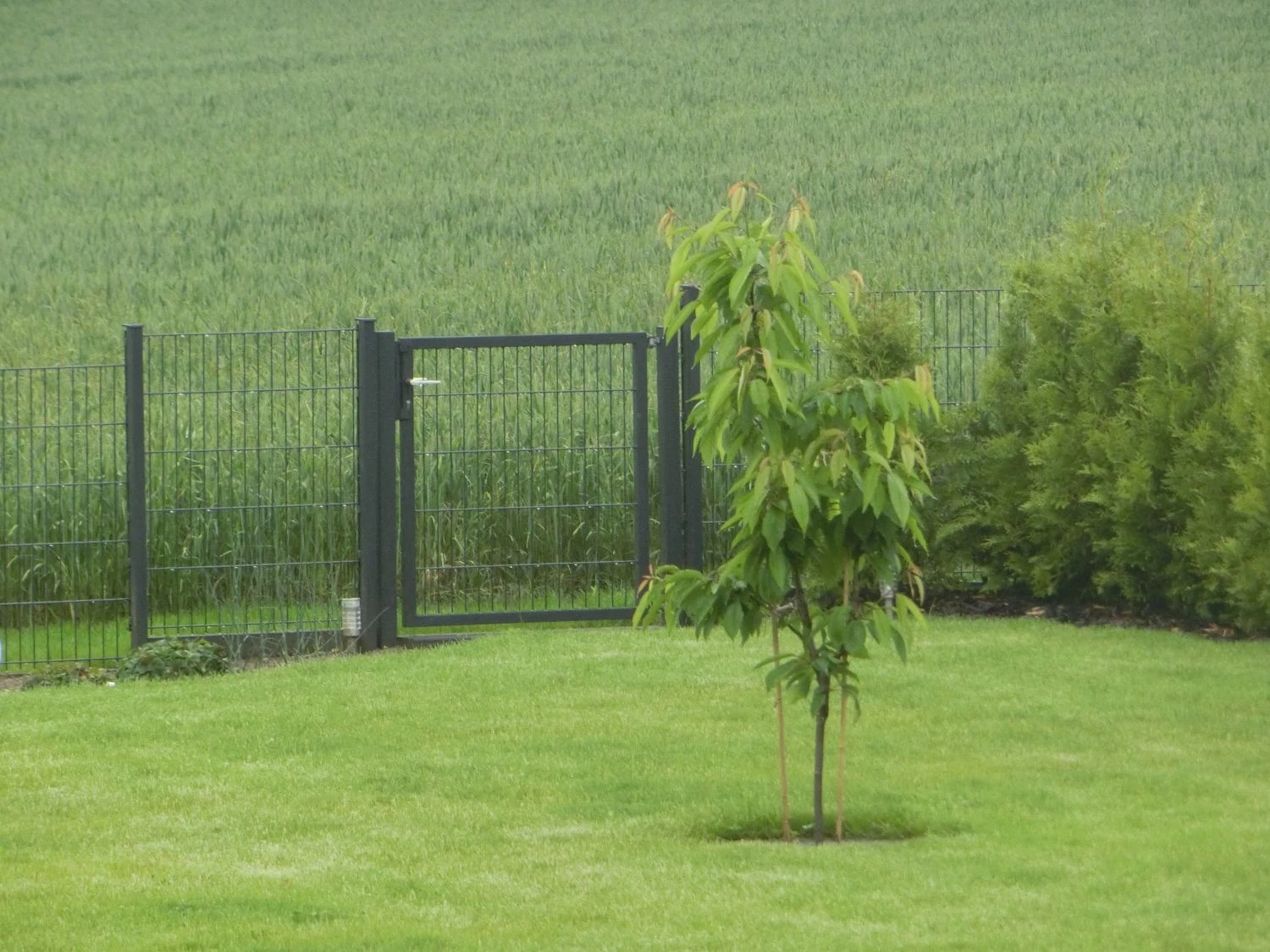 Süßkirsche 'Sunburst' 5 Süßkirsche 'Sunburst' – Bild 5