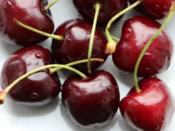 Süßkirsche 'Sunburst' 9 Süßkirsche 'Sunburst' -Deutschland Garten Funk Verkaufs-Shop suesskirsche sunburst m006674 w 0