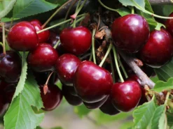 Süßkirsche 'Sunburst' 8 Süßkirsche 'Sunburst' -Deutschland Garten Funk Verkaufs-Shop suesskirsche sunburst m006674 w 1