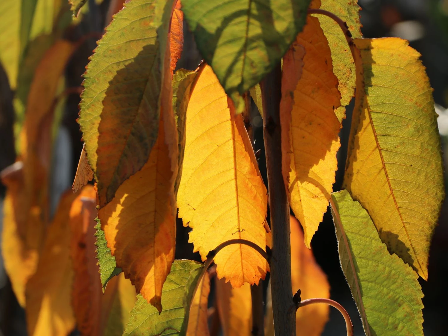 Süßkirsche 'Sunburst' 2 Süßkirsche 'Sunburst' – Bild 2