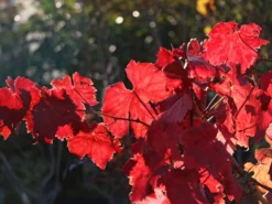 Tafeltraube 'Attika' -Deutschland Garten Funk Verkaufs-Shop tafeltraube attika m063412 w 0