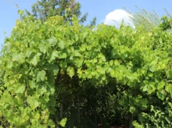 Tafeltraube 'Attika' -Deutschland Garten Funk Verkaufs-Shop tafeltraube attika m063412 w 2