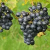 Tafeltraube 'Boskoop Glory'