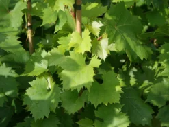 Tafeltraube 'Gelber Augusteller' -Deutschland Garten Funk Verkaufs-Shop tafeltraube gelber augusteller m063420 w 0