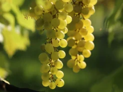 Tafeltraube 'Millenium' ® -Deutschland Garten Funk Verkaufs-Shop tafeltraube millenium m063407 w 1