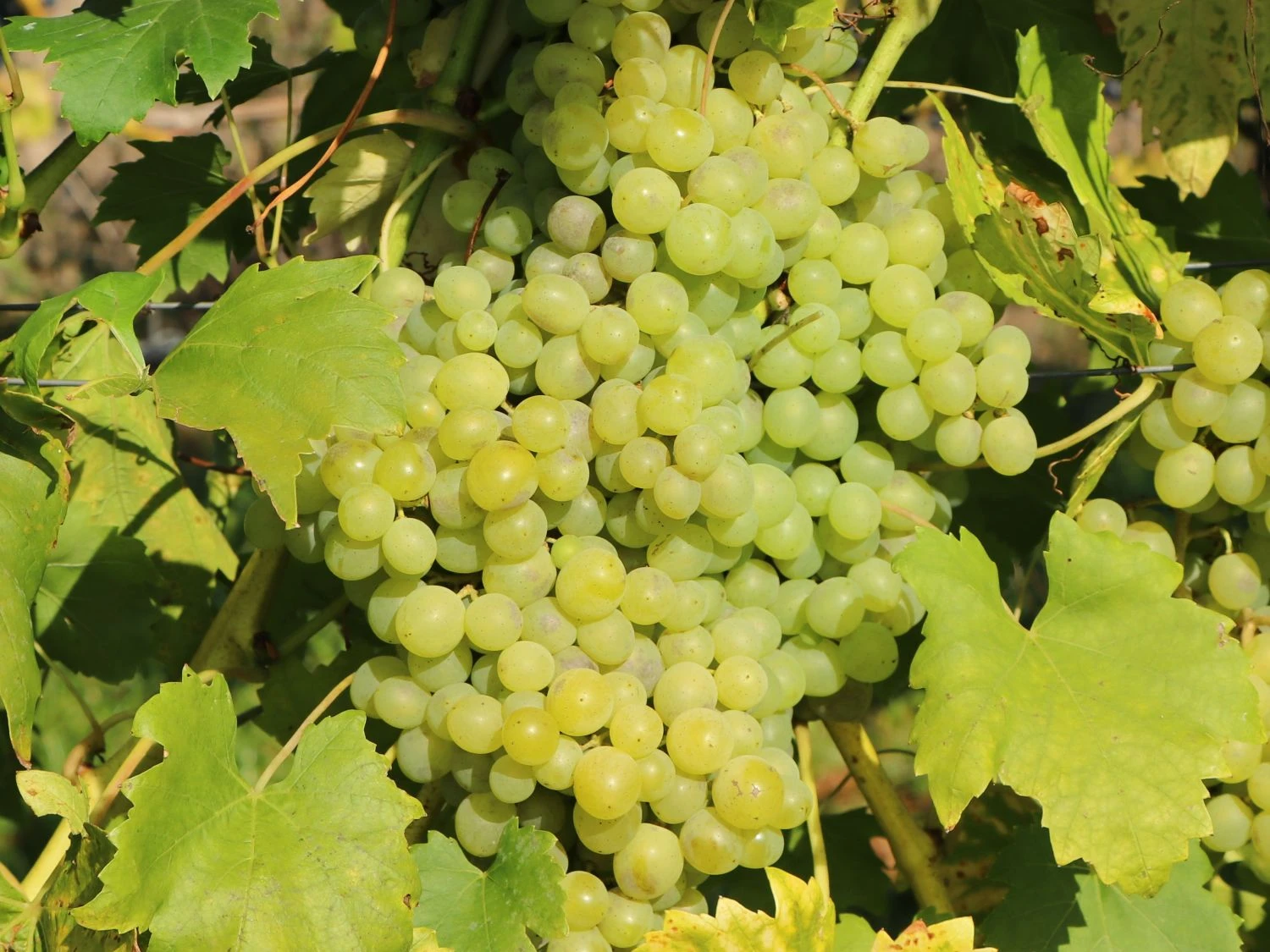 Tafeltraube 'Pusztatraube' 1 Tafeltraube 'Pusztatraube'