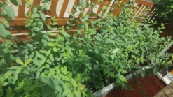 Tatarische Heckenkirsche -Deutschland Garten Funk Verkaufs-Shop tatarische heckenkirsche m011956 917318 0