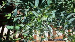 Tatarische Heckenkirsche -Deutschland Garten Funk Verkaufs-Shop tatarische heckenkirsche m011956 917318 1