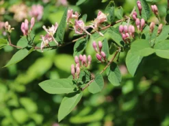Tatarische Heckenkirsche