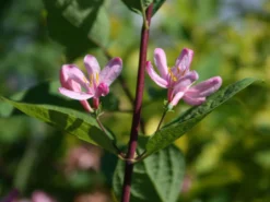 Tatarische Heckenkirsche -Deutschland Garten Funk Verkaufs-Shop tatarische heckenkirsche m011956 w 1