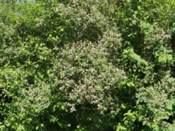 Tatarische Heckenkirsche -Deutschland Garten Funk Verkaufs-Shop tatarische heckenkirsche m011956 w 10