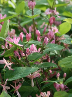 Tatarische Heckenkirsche -Deutschland Garten Funk Verkaufs-Shop tatarische heckenkirsche m011956 w 2