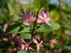 Tatarische Heckenkirsche -Deutschland Garten Funk Verkaufs-Shop tatarische heckenkirsche m011956 w 3