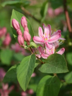Tatarische Heckenkirsche -Deutschland Garten Funk Verkaufs-Shop tatarische heckenkirsche m011956 w 4