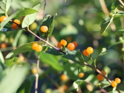 Tatarische Heckenkirsche -Deutschland Garten Funk Verkaufs-Shop tatarische heckenkirsche m011956 w 6