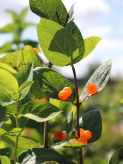 Tatarische Heckenkirsche -Deutschland Garten Funk Verkaufs-Shop tatarische heckenkirsche m011956 w 7