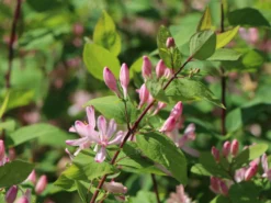 Tatarische Heckenkirsche -Deutschland Garten Funk Verkaufs-Shop tatarische heckenkirsche m011956 w 8