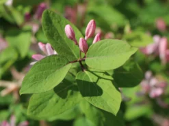 Tatarische Heckenkirsche -Deutschland Garten Funk Verkaufs-Shop tatarische heckenkirsche m011956 w 9