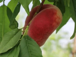 Teller-Pfirsich 'PiattaforTWO' ® -Deutschland Garten Funk Verkaufs-Shop teller pfirsich piattafortwo m102675 w 0