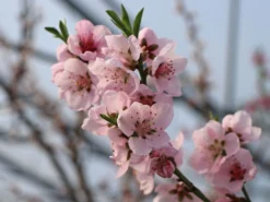 Teller-Pfirsich 'PiattaforTWO' ® -Deutschland Garten Funk Verkaufs-Shop teller pfirsich piattafortwo m102675 w 2