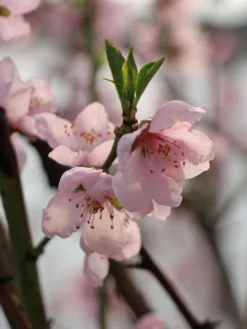 Teller-Pfirsich 'PiattaforTWO' ® -Deutschland Garten Funk Verkaufs-Shop teller pfirsich piattafortwo m102675 w 3