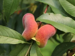 Teller-Pfirsich 'PlatiforONE' ® -Deutschland Garten Funk Verkaufs-Shop teller pfirsich platiforone m102674 w 0