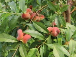 Teller-Pfirsich 'PlatiforONE' ® -Deutschland Garten Funk Verkaufs-Shop teller pfirsich platiforone m102674 w 1