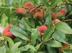 Teller-Pfirsich 'PlatiforONE' ® -Deutschland Garten Funk Verkaufs-Shop teller pfirsich platiforone m102674 w 2