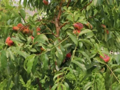 Teller-Pfirsich 'PlatiforONE' ® -Deutschland Garten Funk Verkaufs-Shop teller pfirsich platiforone m102674 w 3