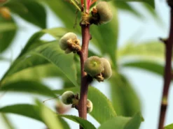 Teller-Pfirsich 'PlatiforONE' ® -Deutschland Garten Funk Verkaufs-Shop teller pfirsich platiforone m102674 w 4